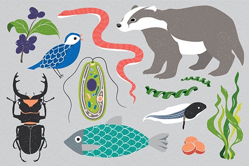 Drawn animals, including fish, insects, and mammals