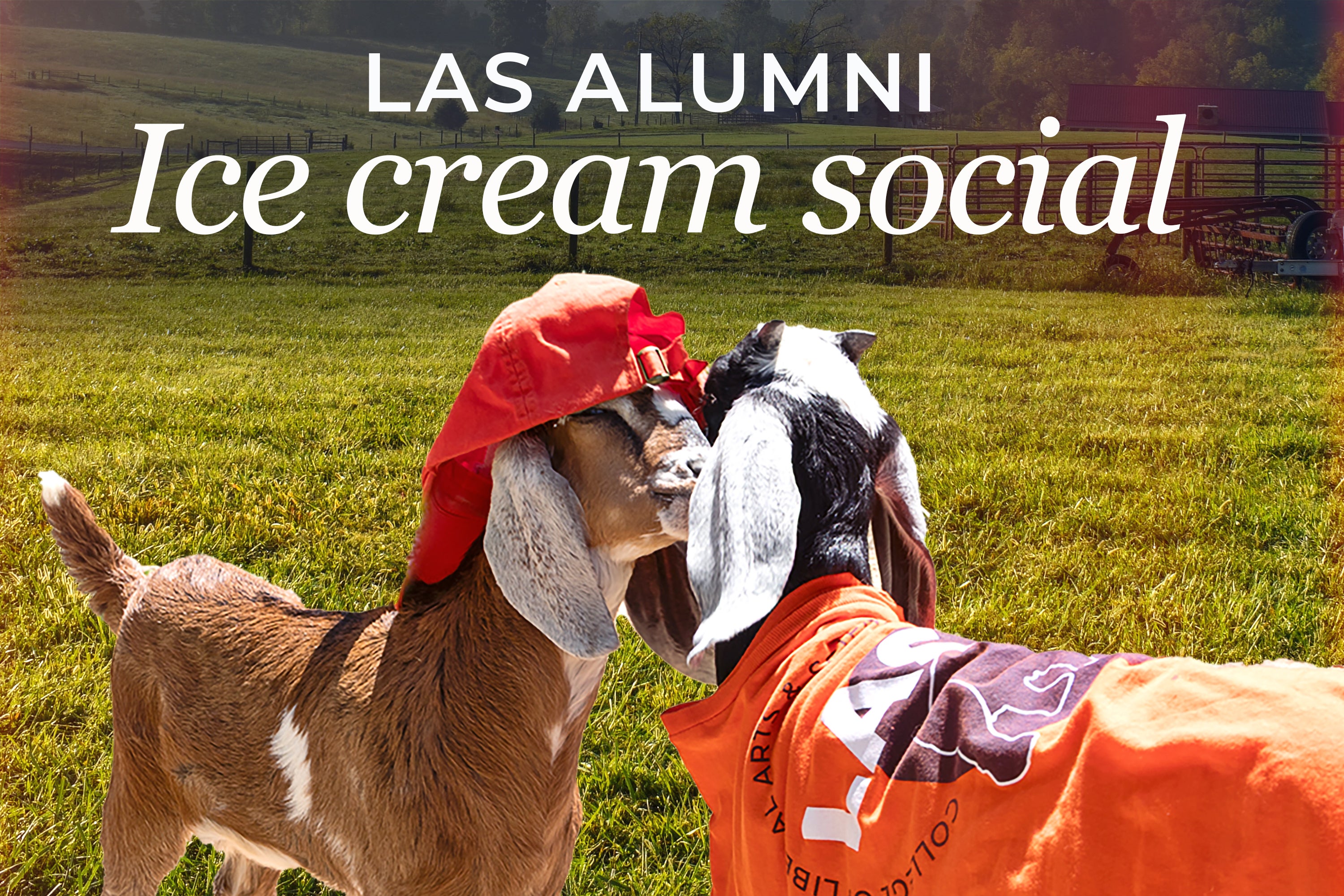 Goats dressed up in Illini/LAS gear. 