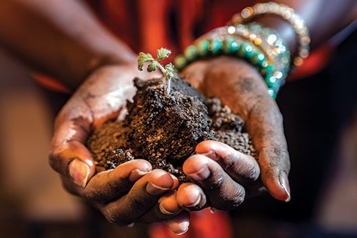 hands holding dirt with plant sprout