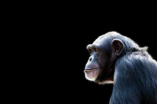 A bonobo similar to Kanzi