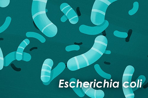 Escherichia