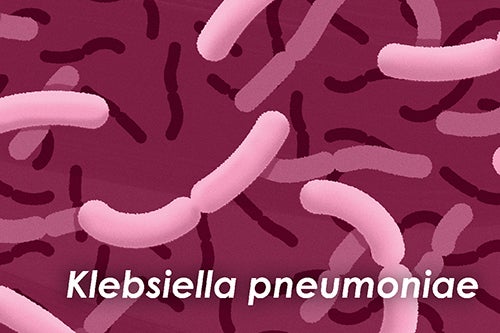 Klebsiella