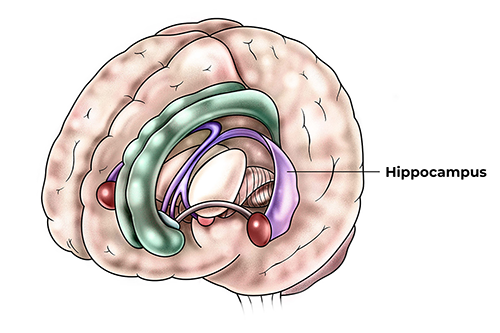 Illustration of brain and hippocampus