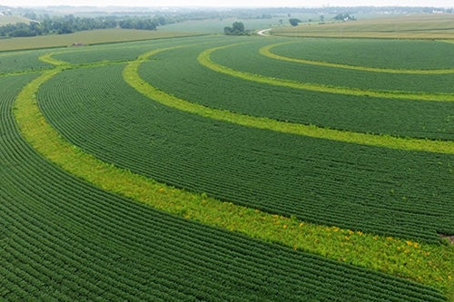 Cropfields with pollinator strips