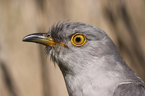 The common cuckoo