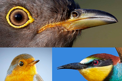 Collage of bird eyes