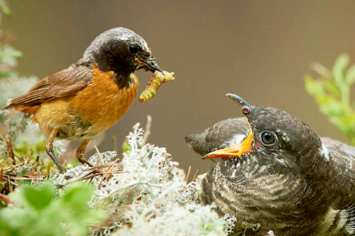 Redstart feeding a cuckoo