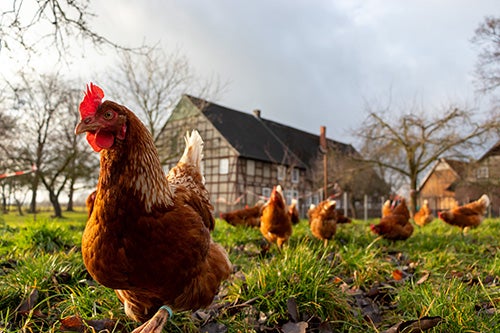 Chickens on a farm