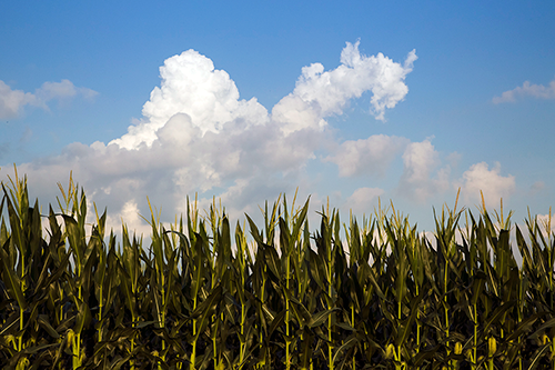 Corn on a sunny day