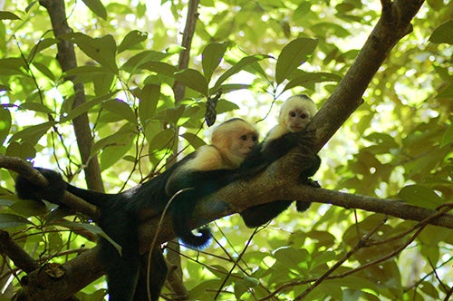 Monkeys in a tree in Costa Rica