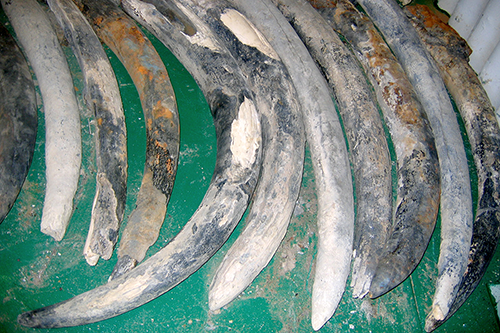 Elephant tusks recovered from the shipwreck were unusually well-preserved.