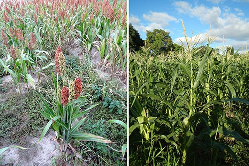 Crop comparison