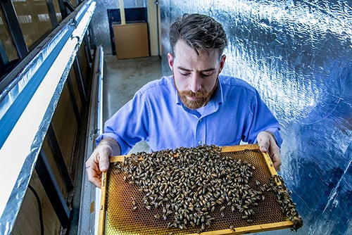Adam Dolezal with bees