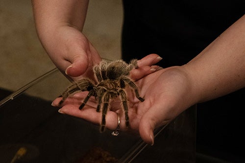 A volunteer holds a tarantula 