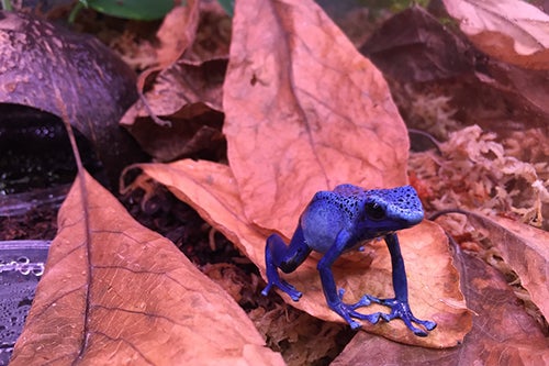 Dyeing poison frog