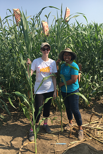 Amy Marshall-Colon and Madara Hetti-Arachchilage in a sorghum field