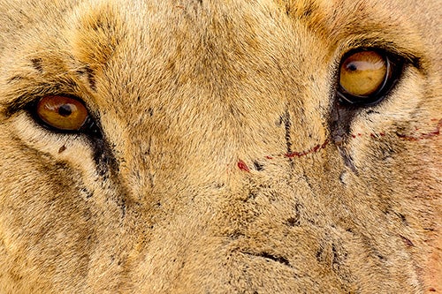 Closeup image of lion face