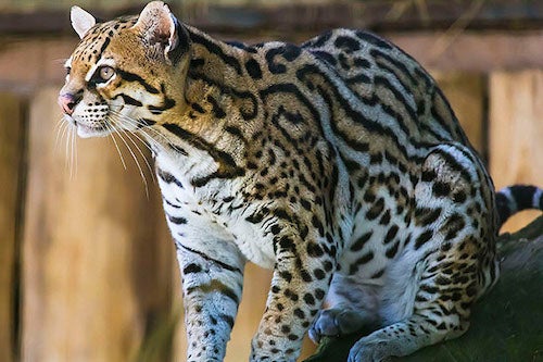 Ocelot