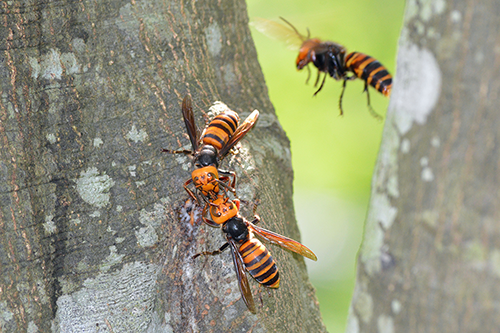 giant wasp sting