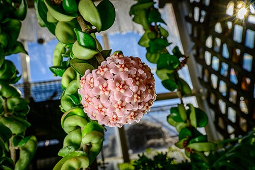 Hoya blossom