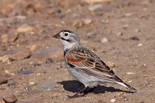 Thick-billed Longspur