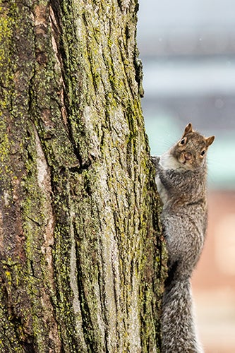 Gray squirrel on a tree trunk
