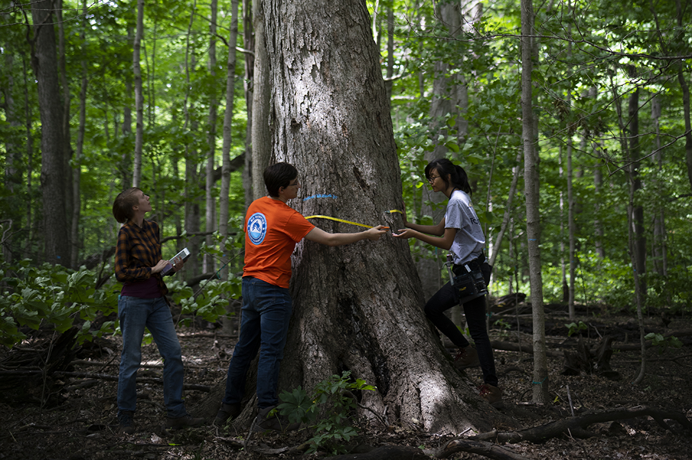 Students measure a tree in Trelease Woods