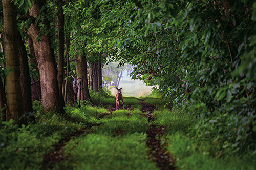 A deer in Trelease Woods