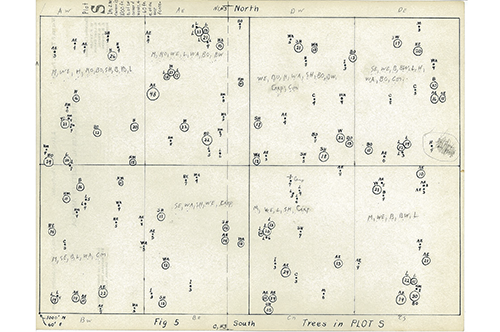 1936 tree census