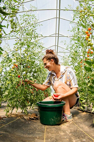 A student harvesting tomatoes