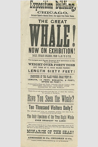 Whaling story news clipping