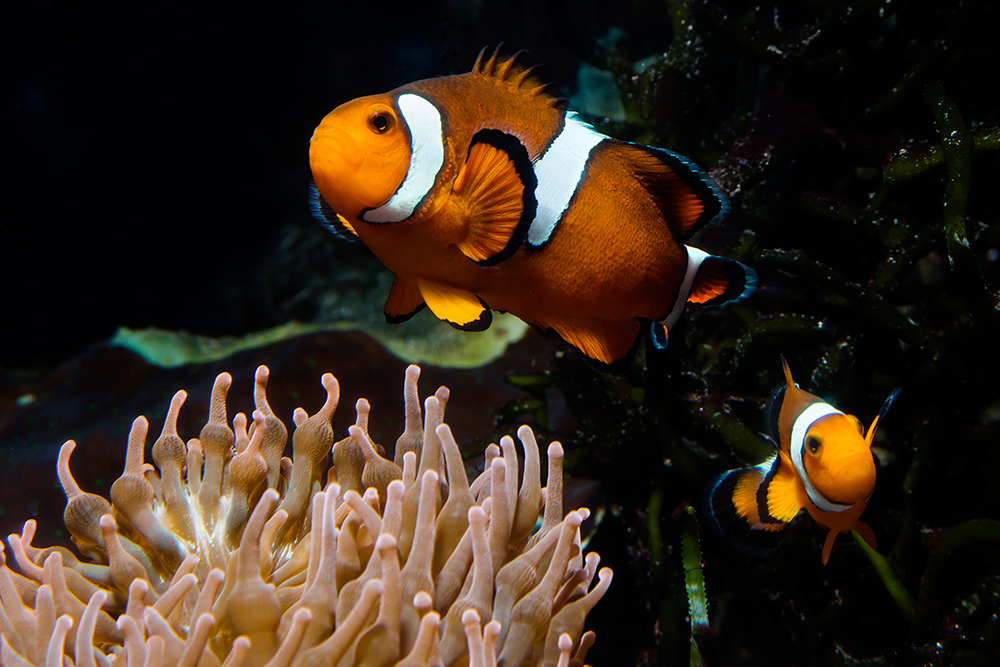 Anemonefish (clown fish) near anemones