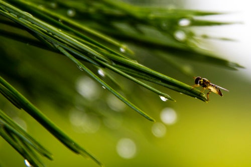 Bee on a pine branch