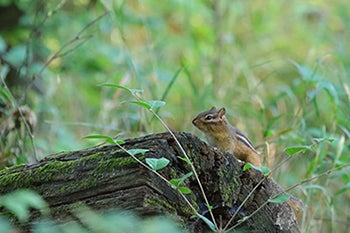 Chipmunk