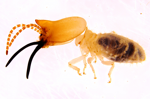 A termite from South America