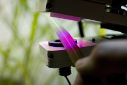 Using computer models, researchers at Illinois were able to simulate the photosynthetic behavior of actual leaves. Here, a gas exchange system measures the rate of carbon dioxide and electron transport in intact leaves. (Photo by Don Hamerman.)