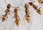 The tiny Argentine ant has colonized parts of five continents in addition to its native range in South America.