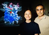 Biochemistry professor Emad Tajkhorshid, right, and biophysics graduate student Yi Wang have identified a key step in the cellular recycling of ATP that allows your body to produce enough of it to survive. ATP is the primary ernergy source for most cellular functions. (Photo by L. Brian Stauffer)