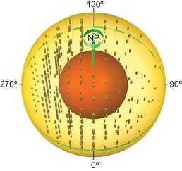 This 3D illustration shows Earth's inner core structure and the texturing of its iron crystals. The transparent outer surface is the inner core boundary (at radius 1,220 km). The opaque inner sphere is the inner inner core found in this study. The sticks represent the alignments of iron crystals in the outer part of the inner core, with greater length indicating a higher degree of alignment and stronger seismic anisotropy. (Illustration by Precision Graphics, Champaign, IL.)