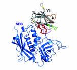 Structure of an SEB molecule (blue) in complex with the variable region (grey with colored loops) of the T-cell receptor protein. Various amino acid residues in the loops (especially the residues colored red) were mutated to generate a protein that bound SEB with over 1 million-fold higher binding than the original. Soluble forms of this mutant protein were capable of neutralizing SEB in rabbit models. (Image courtesy of David M. Kranz.)