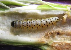 After more than 100 years in New Zealand without their webworm enemies, newly infested parsnip plants offer an opportunity to study how plants respond to invasive insects. (Photo by Art Zangerl.)