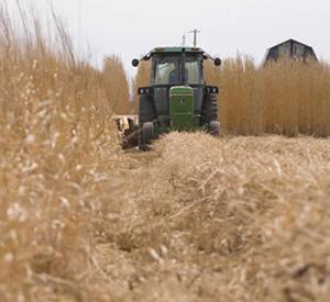 Converting agricultural land to perennial grasses, such as Miscanthus, has a beneficial effect on soil carbon. (Photo by Don Hamerman.)