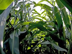 Harvesting corn leaves and stems for use in biofuel production reduces carbon in the soil. (Photo by Don Hamerman.)