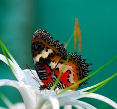 Probing the characteristics of different insects reveals much about the fungi and bacteria associated with each species. And some of these