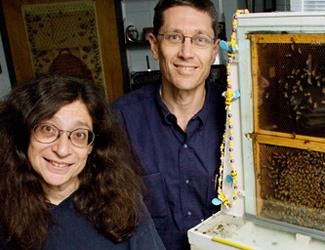 An intriguing new study from U of I indicates that the fragmentation of proteins vital to survival may be playing a role in the collapse of honey bee colonies worldwide. Above: May Berenbaum and Gene Robinson. (Photo by L. Brian Stauffer.)