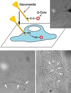 Here the nanoneedle is shown penetrating the cell membrane, and the quantum dots (in red) delivered into the cytoplasm and the nucleus of a living cell.