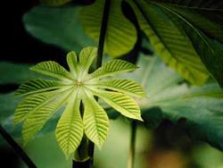 Plant biologist James Dalling and his research team study how characteristics of the seeds and seedlings of various pioneer trees, such as this Cecropia from Central and South America, enable the plant to survive and compete. (Photo courtesy of James Dalling.)