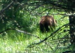 A bear vanishes into the brush during a hike at Yellowstone. Pahre's class spotted most of the major mammals in Yellowstone: bears, bison, wolves, elk, mountain goats, bighorn sheep, and moose.