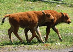 Yellowstone is home to the largest unfenced herd of bison in the country. The class saw bison calves (above) and a bison bull during their trip.