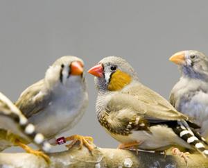 Zebra finches have emerged as the primary animals used as a model to study vocal communication in humans, says David Clayton, an LAS professor of cell and developmental biology.